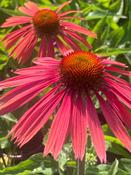 ECHINACEA
'SUMMER
COCKTAIL' image