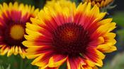 Gaillardia ‘Kobold’ image