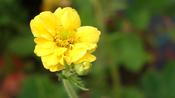 Geum 'Lady Stratheden' image