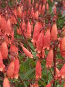 Phygelius 'candydrops tangerine' image