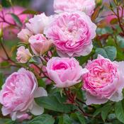 Rosa 'Silas Marner' (Ausraveloe) David Austin Rose image
