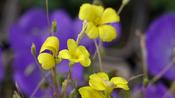 Oxalis chrysantha image