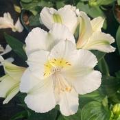 Alstroemeria Colorita Claire