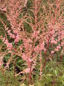 Astilbe 'Hennie Graafland' image