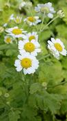FEVERFEW, GOLDEN