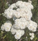 Achillea ‘The Pearl’ image