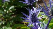 Eryngium ‘Big Blue’