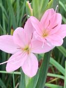 Schizostylis coccinea ‘Mrs Hegarty’ image