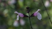 SALVIA M.
'DELICE FIONA'®
