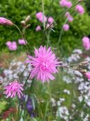 Lychnis ‘Jenny’ image