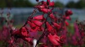 Penstemon 'Schoenholzeri' image