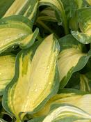 Hosta 'Orange Marmalade' image