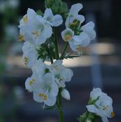 Polemonium cae. 'Alba' image