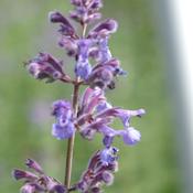 Nepeta ‘Six Hills Giants’ image