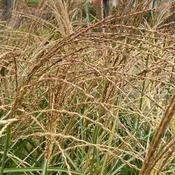Miscanthus sin.'Silberfeder'