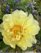 Paeonia 'Bartzella' image