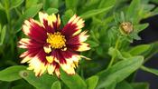 COREOPSIS UPTICK
YELLOW &amp; RED image