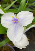 Tradescantia ‘Osprey’ image