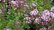 ORIGANUM VULG.
'COMPACTUM" image