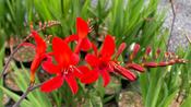 Crocosmia 'Lucifer' image