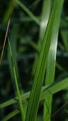 Calamagrostis 'Karl Foerster' image