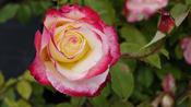 Rosa Double Delight Hybrid Tea Rose Pot Size 4.5L image