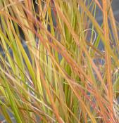 Stipa arundinacea image