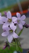 Campanula lactiflora 'Loddon Anna' image