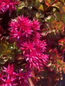 Sedum spur-
"Fuldaglut" image