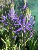 Camassia coerulea 'Dark Blue' image