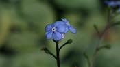 Brunnera 'Looking Glass' image