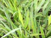Hakonechloa macra image