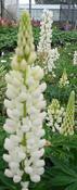 Lupin 'Gallery White' image