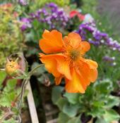 Geum ‘Fireball’ image