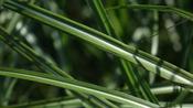 Miscanthus'Grosse Fontäne®' image