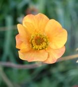 Geum Totally Tangerine image