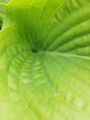 Hosta 'Sum and Substance' image