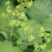 Alchemilla mollis 'Thriller' image