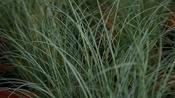 CAREX 'FROSTED
CURLS'