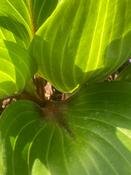 Hosta 'Purple Heart' image