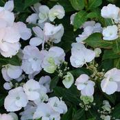 Hydrangea ‘Run Away Bride’  7.5L image
