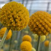 Craspedia globosa ‘Golf Beauty’ image