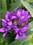 Campanula glom. 'Genti Blue' image