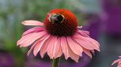 Echinacea 'Motivation'® image