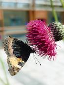 Cirsium riv ‘Atropurpurea’ image