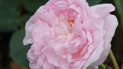 Rosa Königin von Dänemark Shrub Rose Pot Size 4.5L image