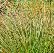 Carex 'Prairie Fire' image