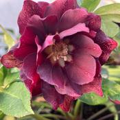 Helleborous 
VIV 'Luisa' image