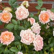 Rosa ‘Flower Power’ image