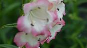 Penstemon 'Osprey'